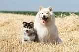 CHIEN FINNOIS DE LAPONIE 513